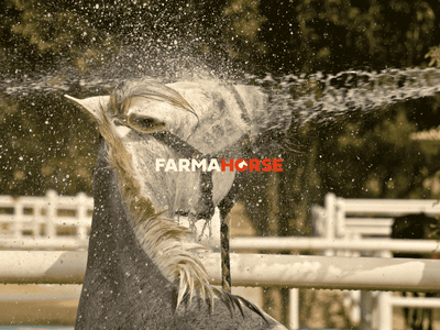 Calor🌞 + Caballos🐴 = PROBLEMAS🥵🚨 Evítalos con estos cuidados👀