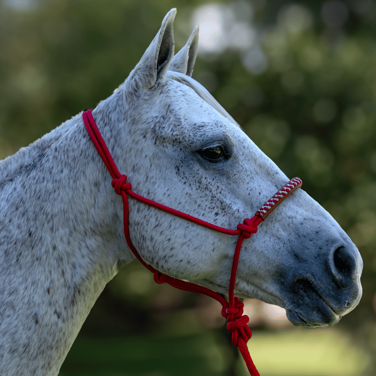 Gamarra de manejo natural (con paseador) +HORSE