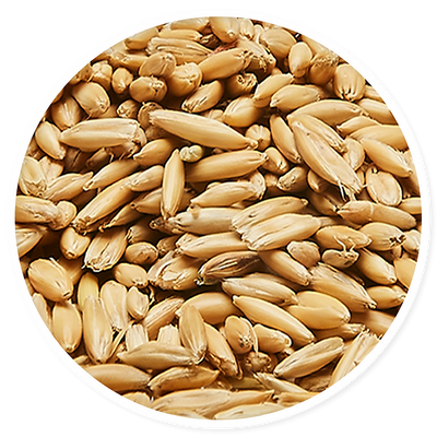 X-Cellence Avena Select 25 Kg Complemento Alimenticio