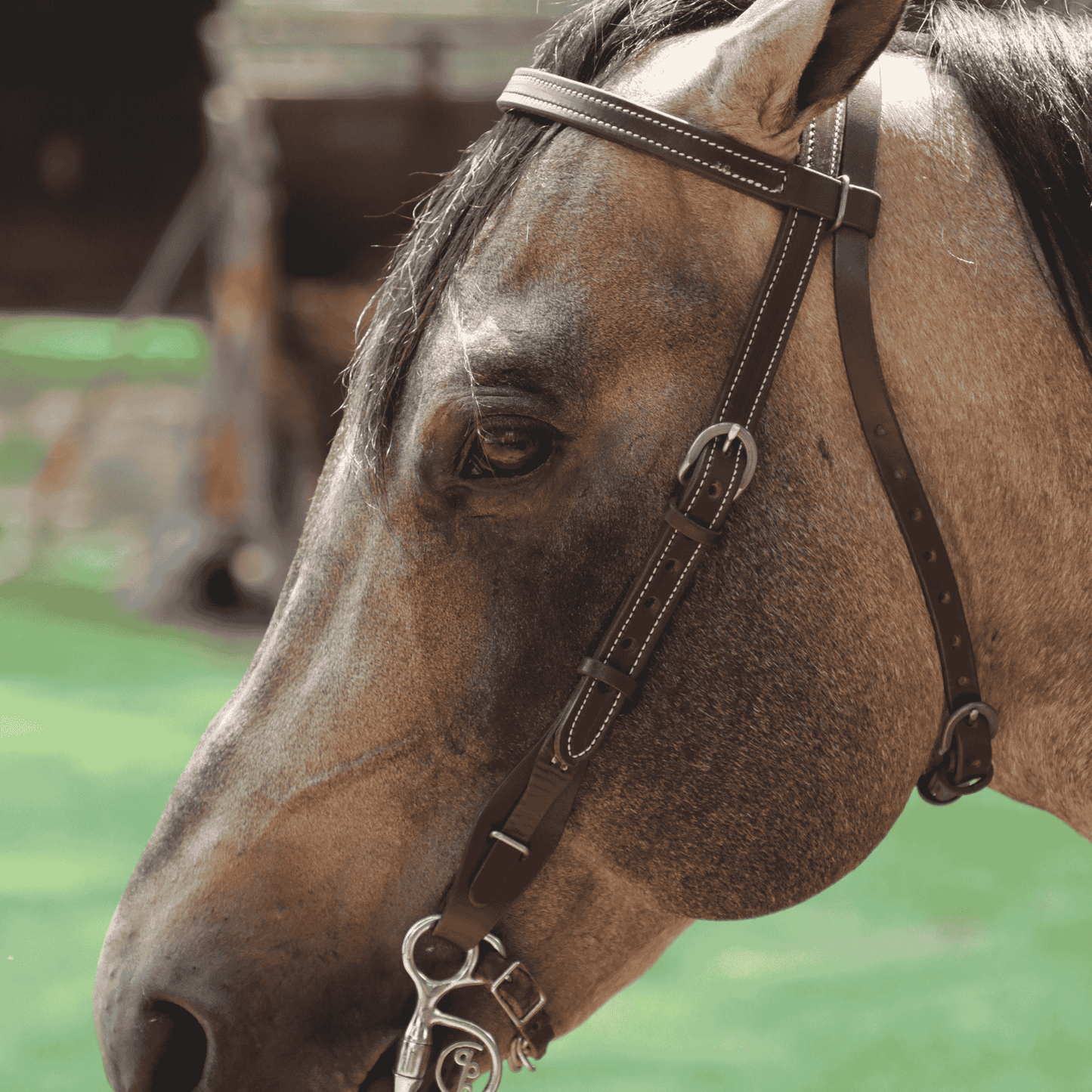 Cabezada vaquera con ahogador +HORSE