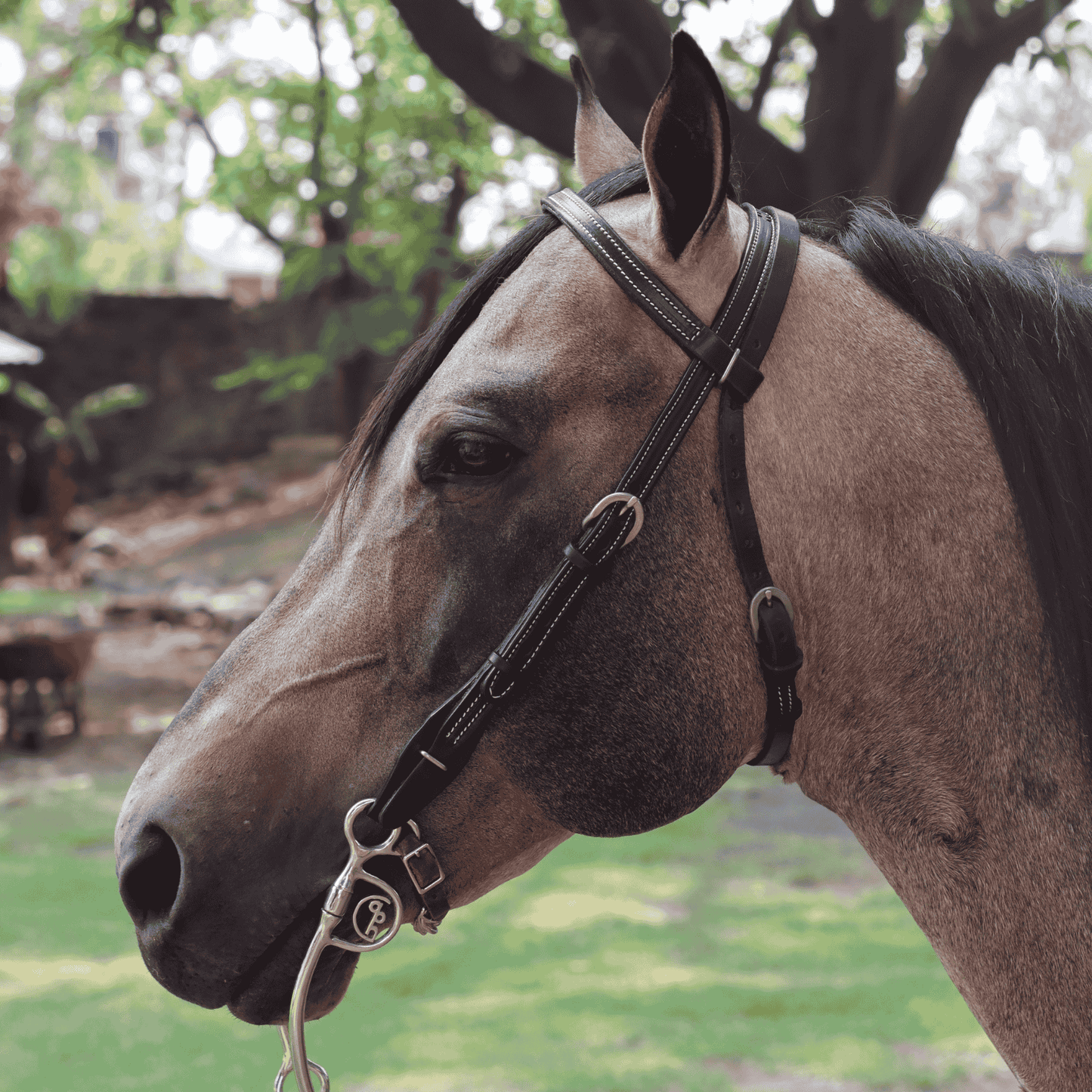 Cabezada vaquera con ahogador +HORSE