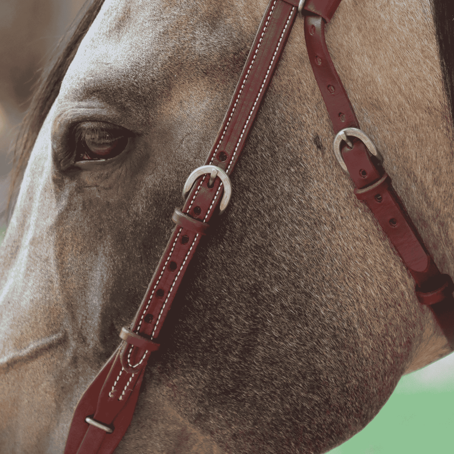 Cabezada vaquera con ahogador +HORSE