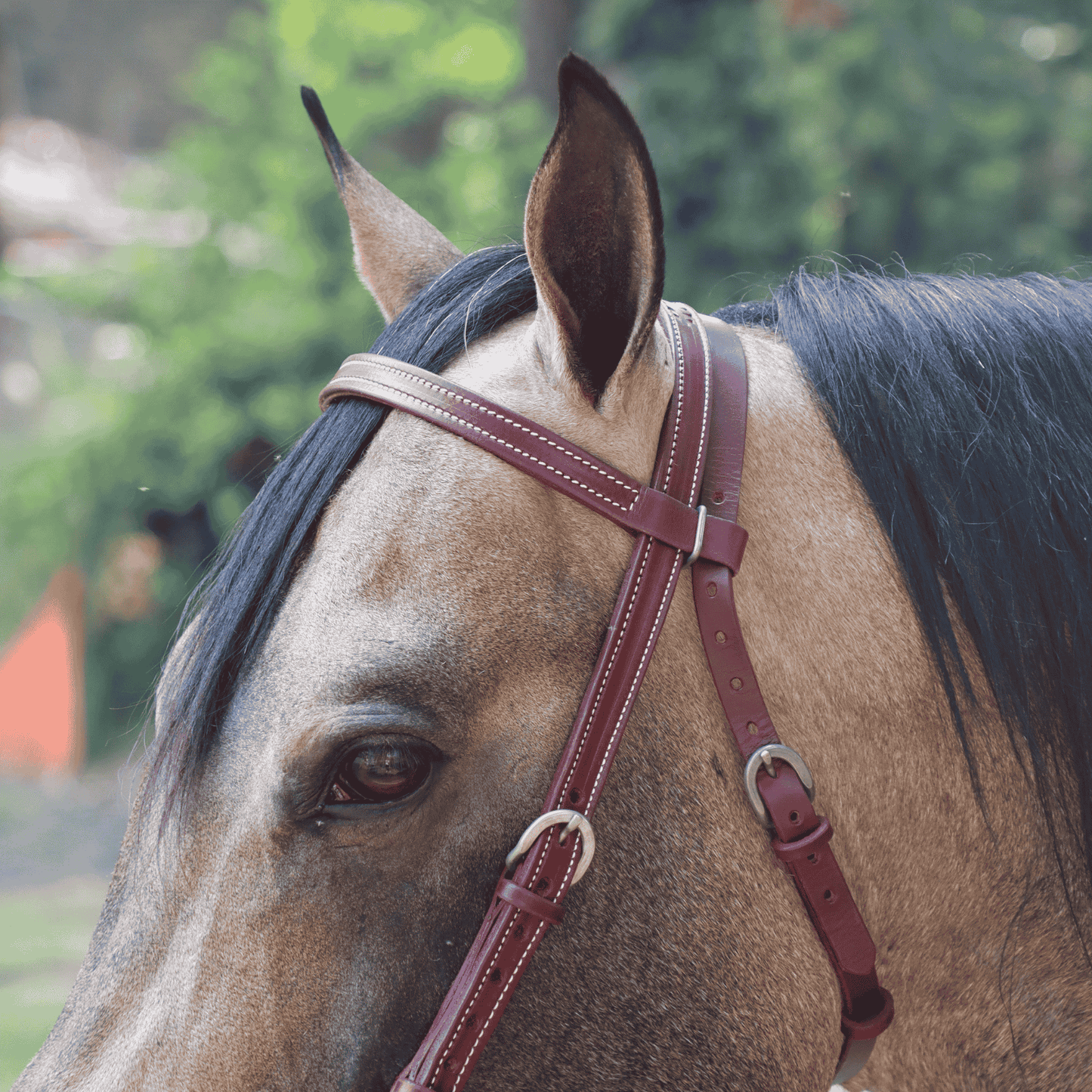 Cabezada vaquera con ahogador +HORSE