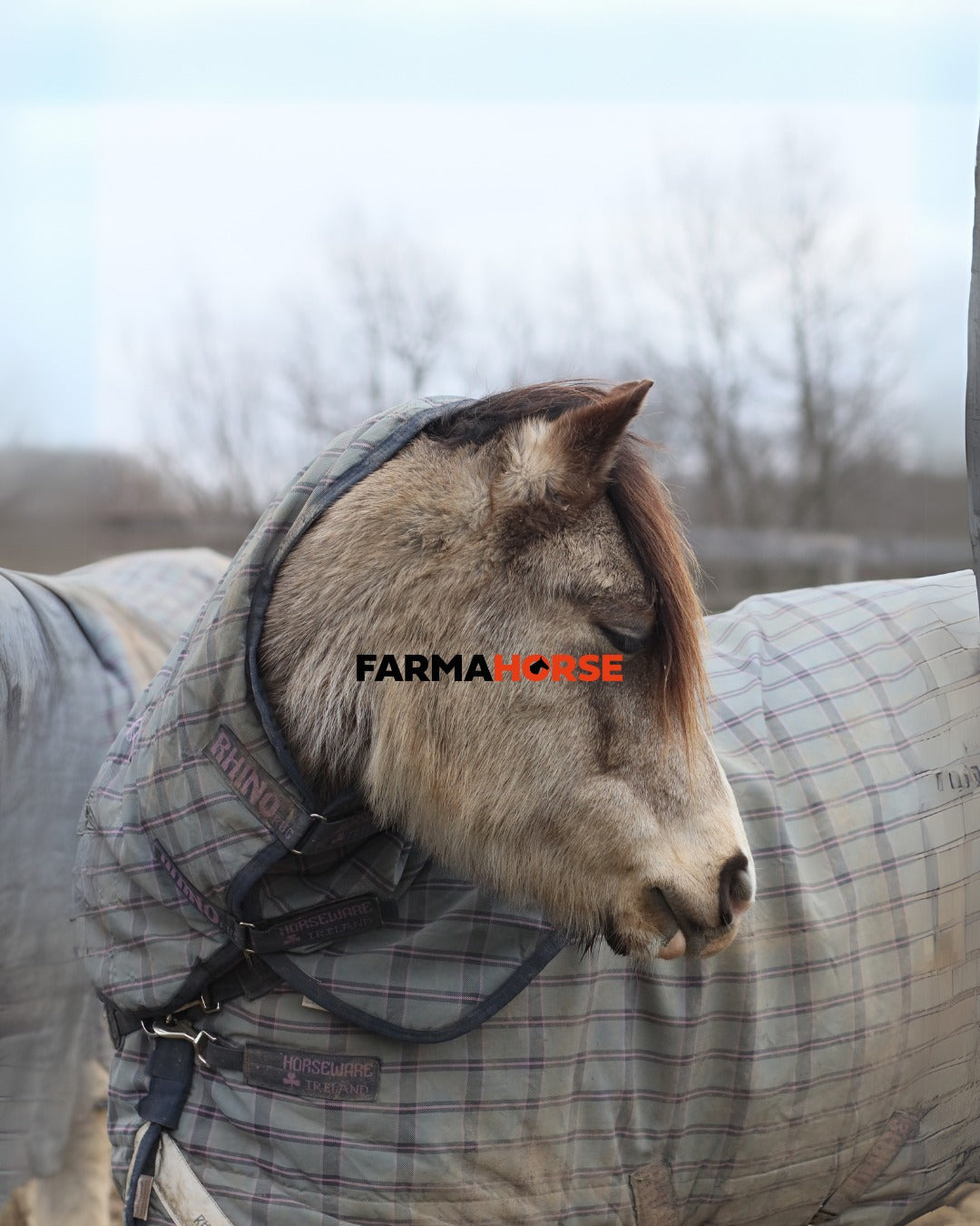 El frío llegó... ¿y ahora qué hacemos con tu caballo?🤔