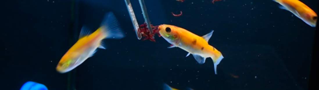 peces