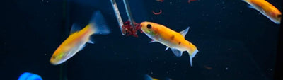 peces